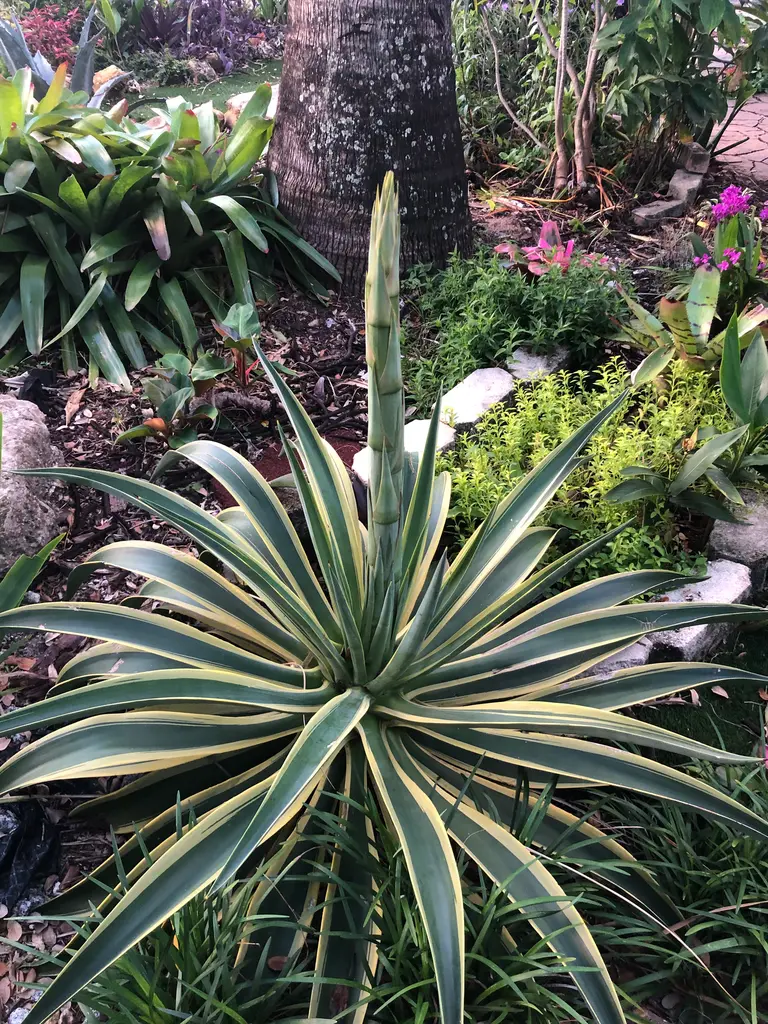An agave will survive the summers with style and ease.