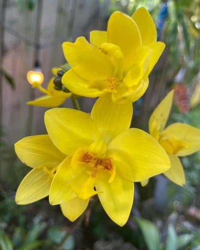 Caring for Your Ground Orchids